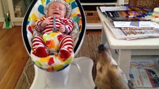 Funny dogs and babies talking - Cute dog & baby compilation