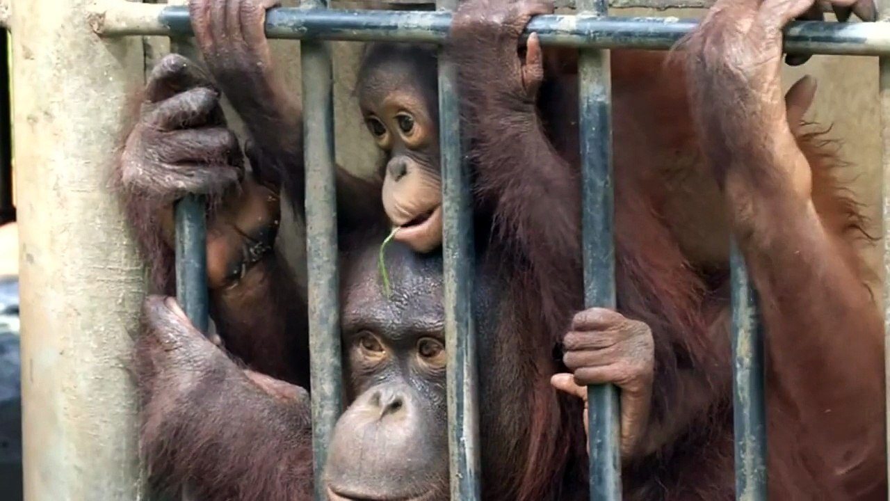 Smuggled orangutans sent back to Indonesia