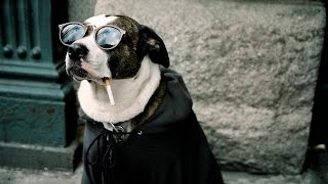 Funny Animal Vine Compilation 2015