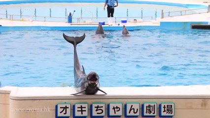 Okinawa Ocean Expo Park  海豚表演