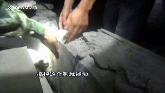 Firefighters save pregnant stray dog trapped in fountain pit