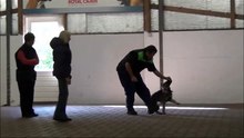 Obedience training Ezra