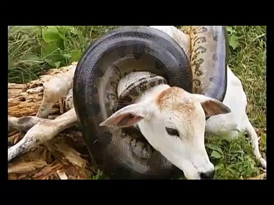 Anaconda snake eats cow video Dailymotion