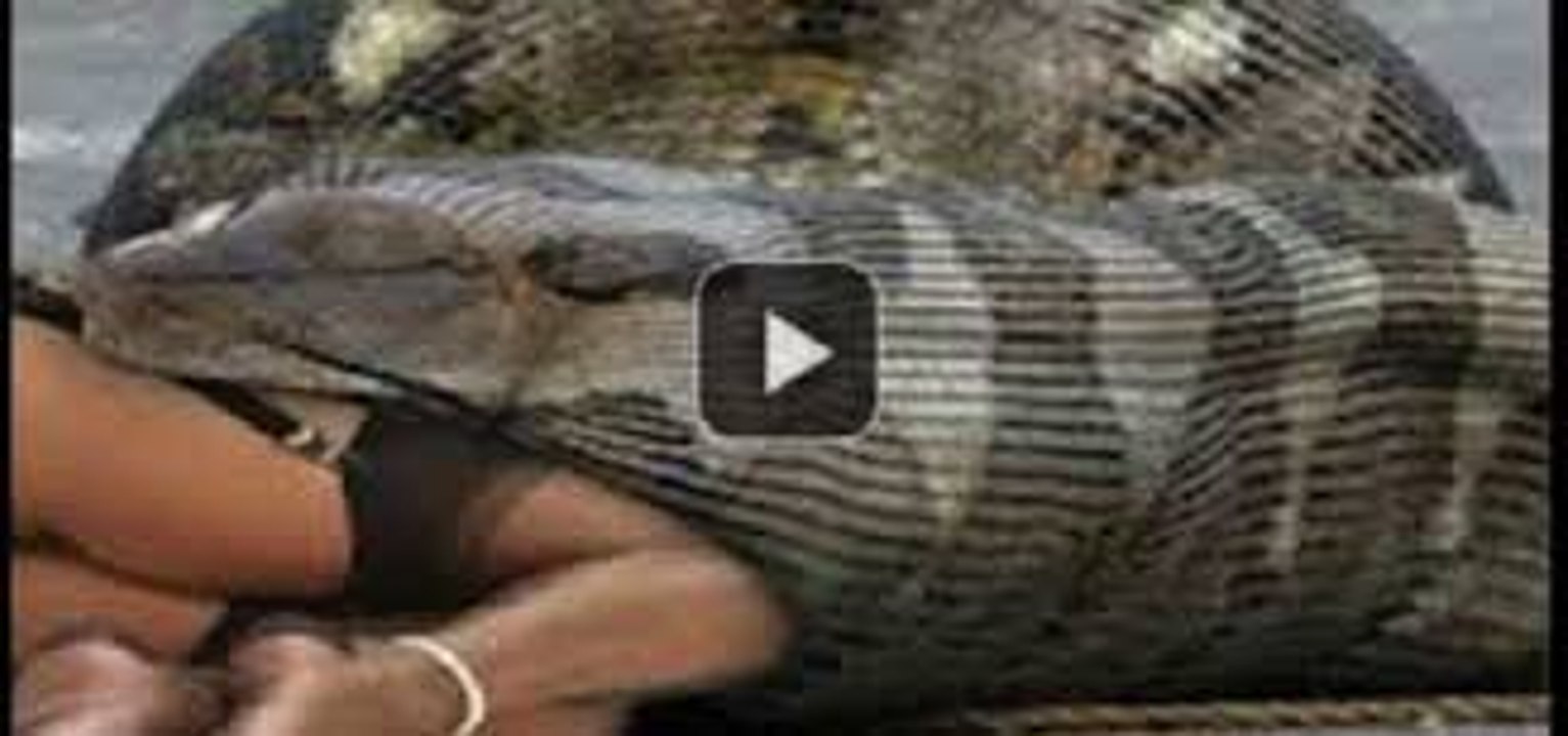 Giant Snake Eats Cow Video Dailymotion