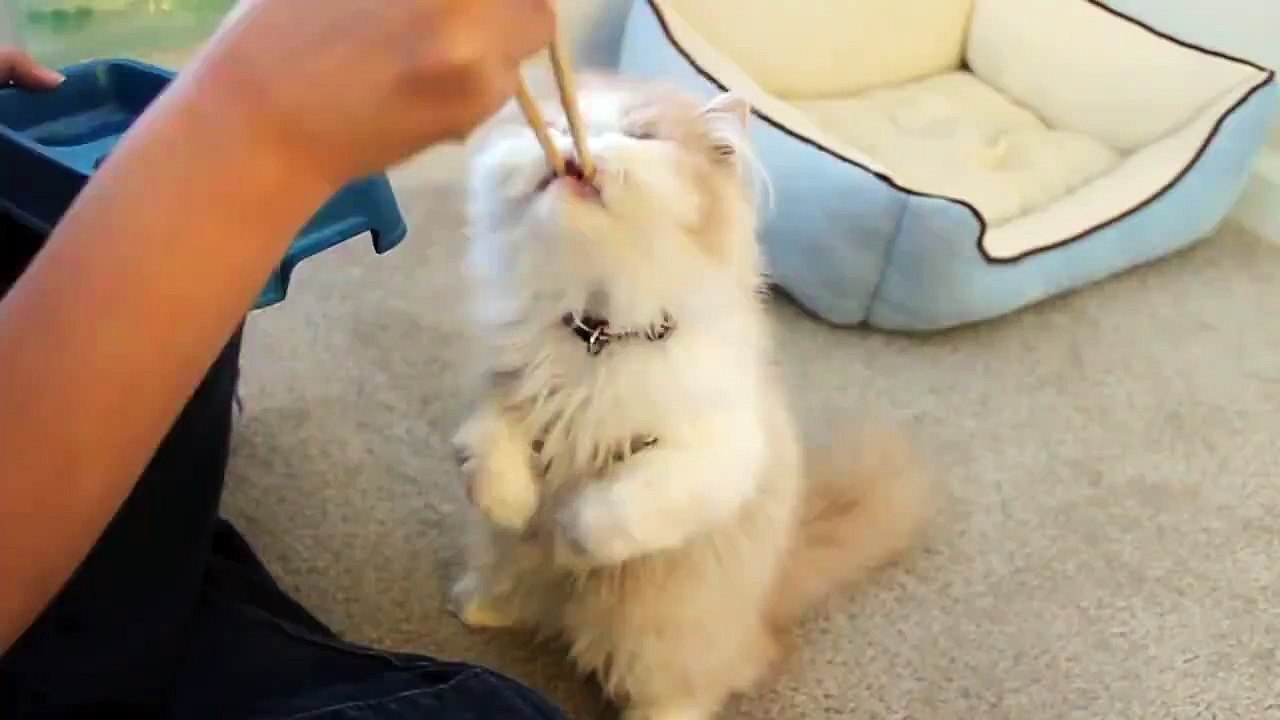 Cat want Food Desperately