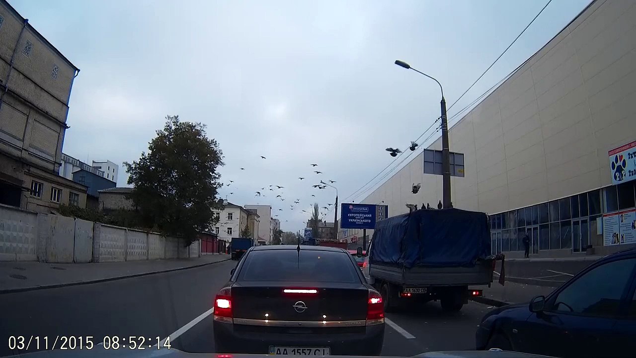 Pigeons attacking car