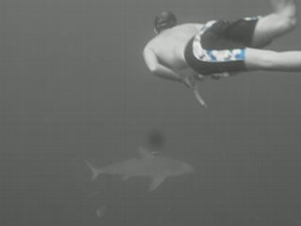 freediving with bullsharks