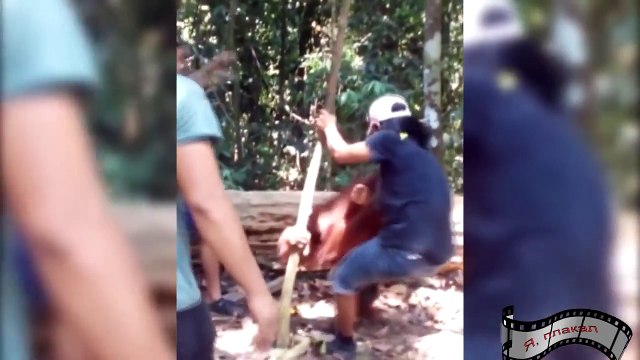 Опасные животные, чего можно ждать от зверей