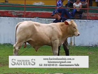 11 de noviembre de 2015 Hda San Luis, Asociación Charolaise-Charbray y sus cruces