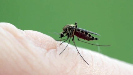 Mosquito Feeding.....must watch!