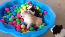Puppies In A Ball Pit - YouTube