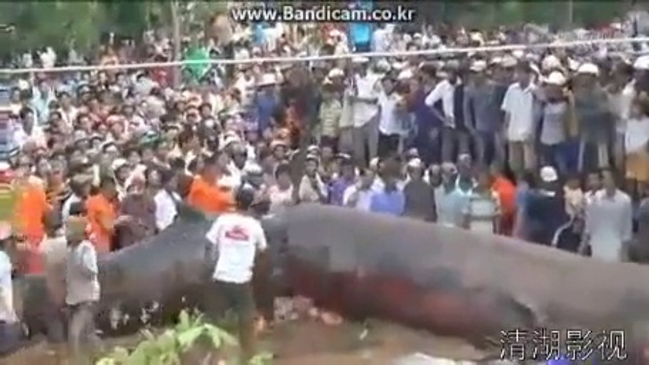 Worlds largest ANACONDA in Nepal after earth quack
