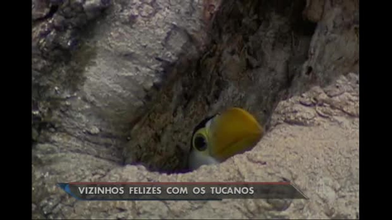 Tucanos fazem ninho em área nobre de Brasília e viram atração da vizinhança