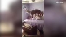 Deer breaks into home and jumps on the bed