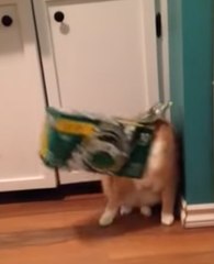 Zephyr the Cat Fails to Free His Head From a Box