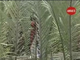 Cay Cau Dua - Ngoc Son