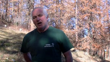 D!CI TV - débardage cheval Puy St Pierre