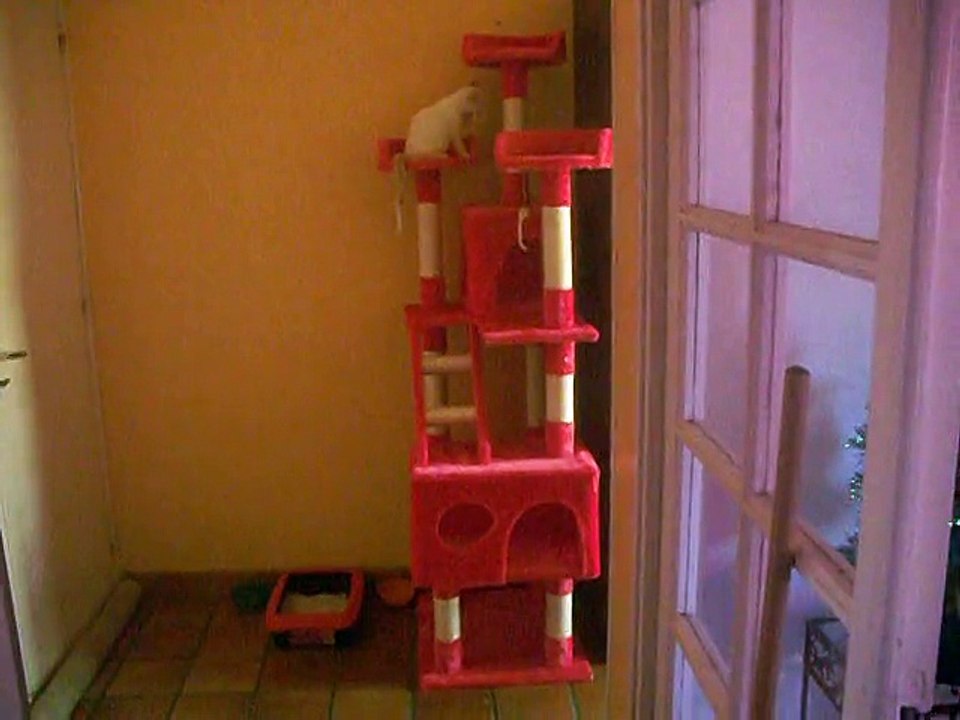 DSCF6857 petit chaton  qui s'apelle  (neige)