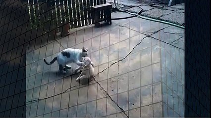 Most funny cat and dog ever when animals attack