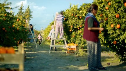 Tropicana - Portakal - Bıyık