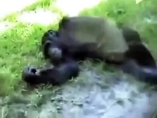 Обезьяна мастурбирует. Смешной прико