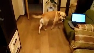 Crazy Dog (Labrador) Caesar - Tap Dancer/ Смешное видео. Фирменная чечё