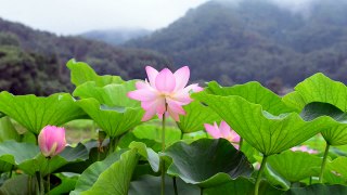 Lotus Flower 14 Video Background HD 1080p