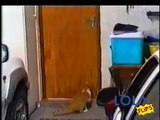 Amazing Cat Opens Doors!!!