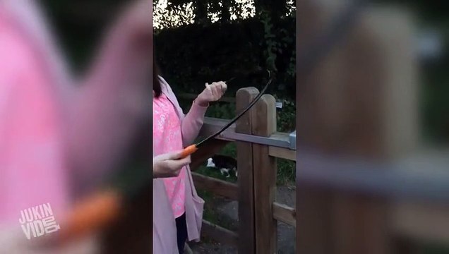 Lady Can't Figure Out How to Lock Gate Locked Out