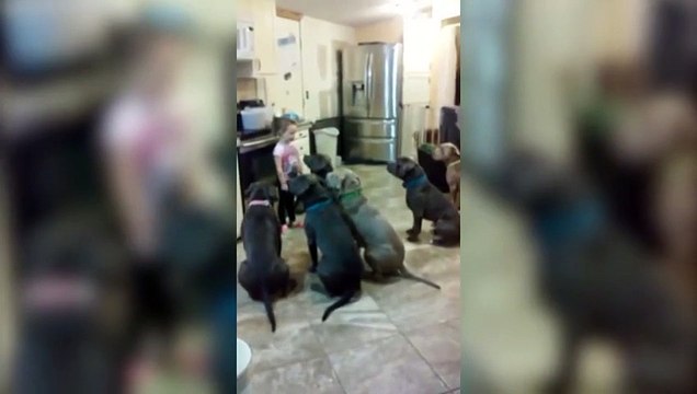 Little Girl Controls Pit Bull Dogs Future Dog Trainer