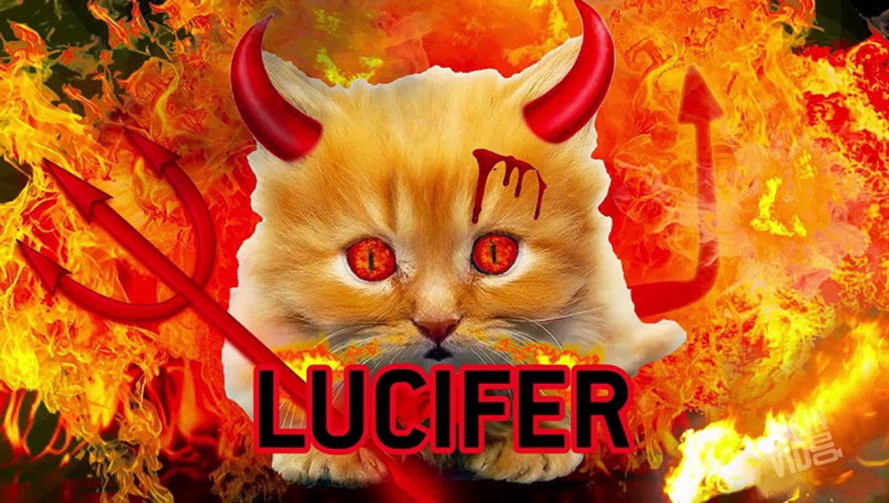 Lucifur The Cat  Jukin301