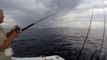 Mako Shark Breaches  Fish Out Of Water