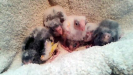 Baby parrots cute as can be! And smart also.