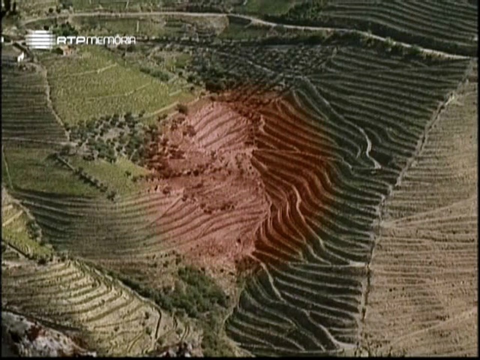 DOURO | "FILOXERA &  ENXERTIA" (NA VINHA)