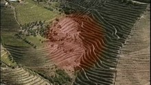 DOURO | "FILOXERA &  ENXERTIA" (NA VINHA)