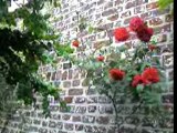 roses du jardin