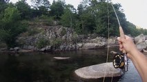 Un joli coup de ligne, capture d'une truite fario au coup du soir! Pont de Montvert juillet 2015