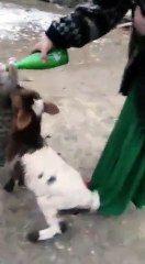 feeding milk to animals