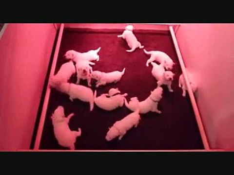 Les chiots premiers pas ...