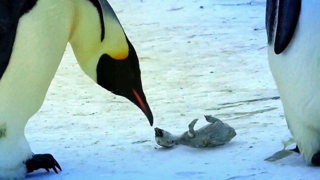 Пингвины тоже плачут