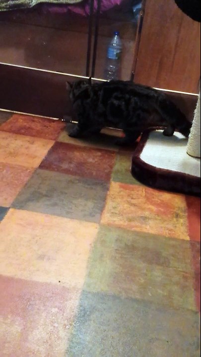 Arrivée Alessandro nursery