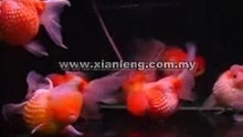 Pearl Scale Goldfish