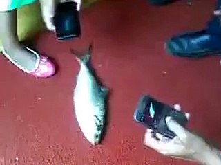 poor fish dying for water