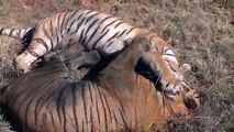 Mira la pelea entre estos tigres