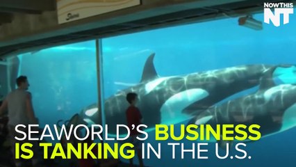 SeaWorld Plans For Global Expansion Since America Hates Them