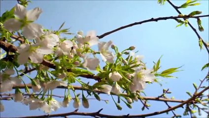 محمد دياب - لا أنت حبيبي