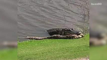 Epic Showdown: Alligator vs. Python on Florida Golf Course 🐊🐍