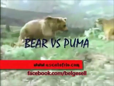 HAYVAN KAVGALARI _ Animal fights