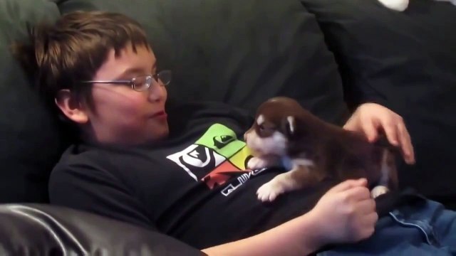 Щенок хаски стал звездой интернета