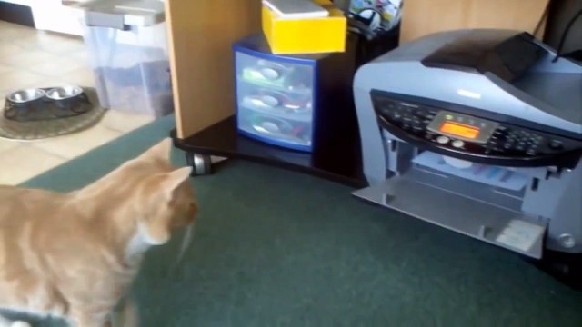 Такого никто еще не видел Кот сам додумался это сделать